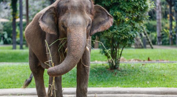 Day 7: UBUD - ELEPHANT RIDE TOUR AT TARO – TEMPLE PURIFICATION (B/L) - ubud-elephant-ride-tour-at-taro-temple-purification-bl-08elg5EY.jpg