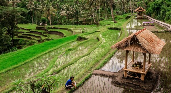 Day 4: Rice fields Soft Trekking (B)