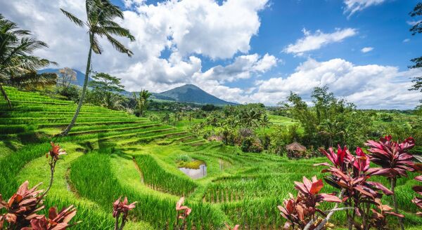 Day 7: Munduk – Ubud (B)