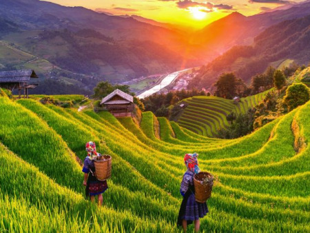 Sapa and Hoang Su Phi During Rice Harvest Season: What to Expect and When to Go