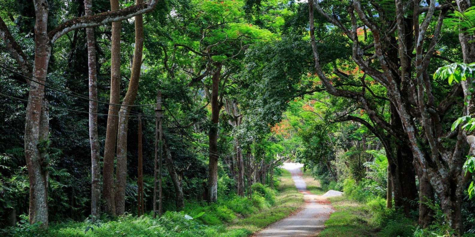 Cuc Phuong National Park Introduces Night Tours for Wildlife Enthusiasts