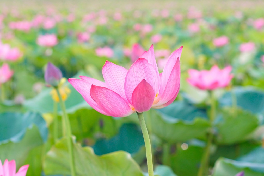 Lotus Festival Will Take Place For The First Time In Hanoi This July