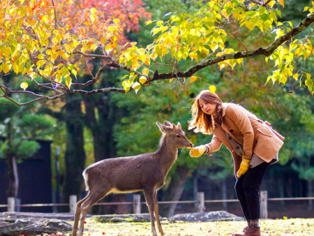 Japan Cultural Immersion: An 18-Day Journey