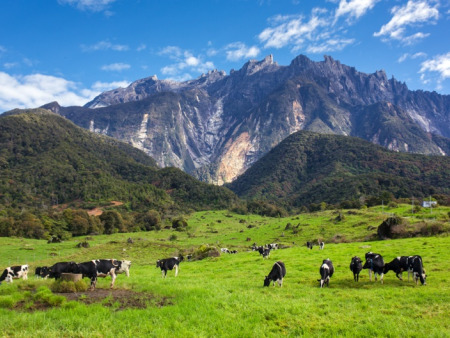 Borneo's Natural Wonders: A 6-Day Wildlife Expedition