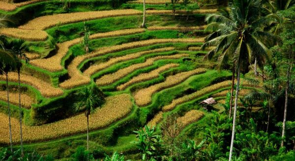 Day 3: BALI - BARONG – KINTAMANI - UBUD TOUR – SPA/MASSAGE – UBUD (B/L) - bali-barong-kintamani-ubud-tour-spamassage-ubud-bl-R7wZxXvT.jpg