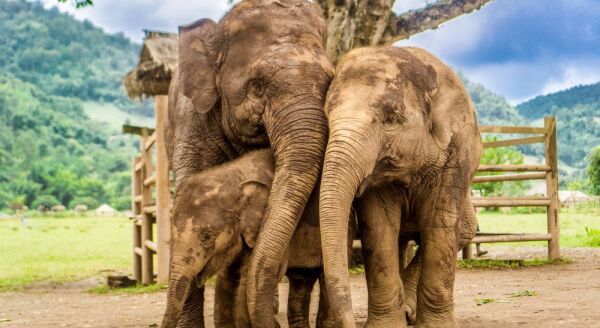 Day 9: CHIANG MAI – ELENPHANT RESCUE SANCTUARY (B/L) - chiang-mai-elenphant-rescue-sanctuary-bl-biyvHPmH.jpg