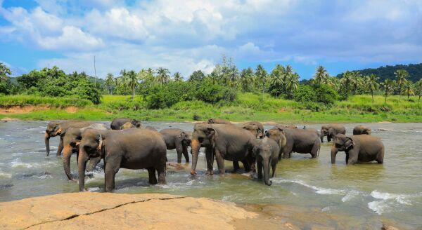 Day 2: Elephants, Temples & Traditional Dance:  Colombo - Kandy (B-D) - elephants-temples-traditional-dance-colombo-kandy-b-d-GJGryV3Y.jpg