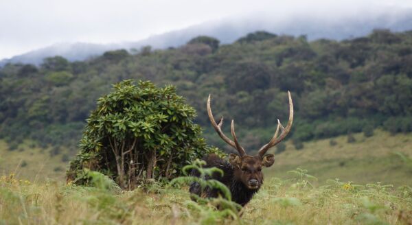 Day 7: Edge of the World: Nuwara Eliya – Horton Plains – Nuwara Eliya - edge-of-the-world-nuwara-eliya-horton-plains-nuwara-eliya-Zk9obQvj.jpg