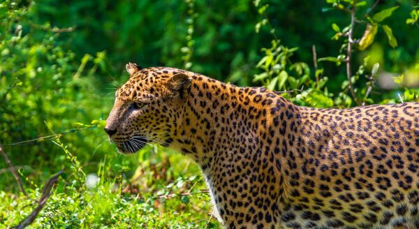 Day 8: Whispers of the Wild: Nuwara Eliya – Tissamaharama (B-D) - whispers-of-the-wild-nuwara-eliya-tissamaharama-b-d-YzpzKCkV.jpg