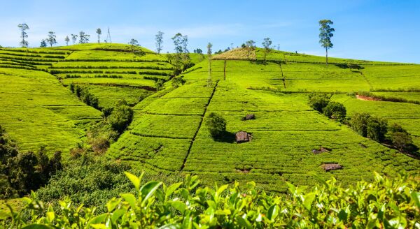Day 3: Tea Trails & Highland Tales: Kandy - Nuwara Eliya (B-D) - tea-trails-highland-tales-kandy-nuwara-eliya-b-d-v8u0Jhx4.jpg