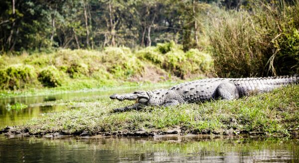 Day 11: Drive from Pokhara to Chitwan national Park, activities in Chitwan - drive-from-pokhara-to-chitwan-national-park-activities-in-chitwan-GaoRi1fu.jpg