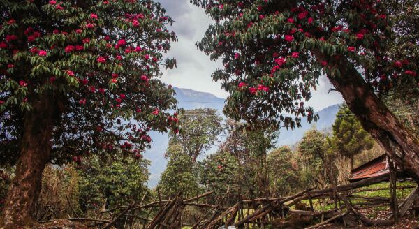 Day 5: Trek to Ghorepani (2860 m) (B,L,D) - trek-to-ghorepani-2860-m-bld-mvZlhlka.jpg