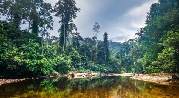 Day 1: Kuala Lumpur - Taman Negara (D) - kuala-lumpur-taman-negara-d-YcLJeRZz.jpg