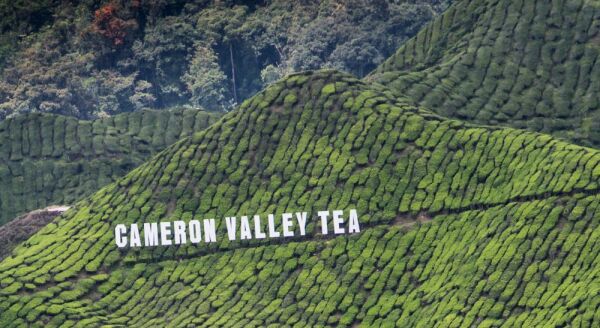 Day 2: Cameron Highlands (B) - cameron-highlands-b-czOpd2l2.jpg