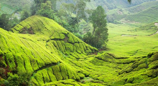 Day 2: Cameron Highlands (B) - cameron-highlands-b-8diLC2kr.jpg