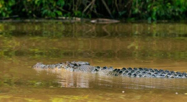 Day 4: CRUISE TO KINABATANGAN RIVER - BILLIT VILLAGE VISIT - cruise-to-kinabatangan-river-billit-village-visit-bFFIKFIY.jpg