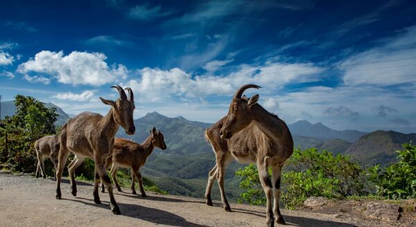 Day 11: Madurai – Munnar - madurai-munnar-Ie2FetIR.jpg