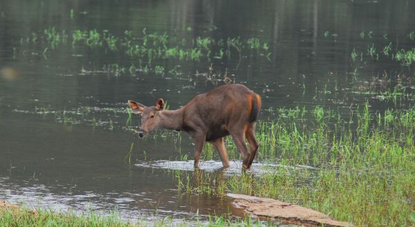 Day 13: Munnar – Thekkady - munnar-thekkady-6y6mnk0J.jpg