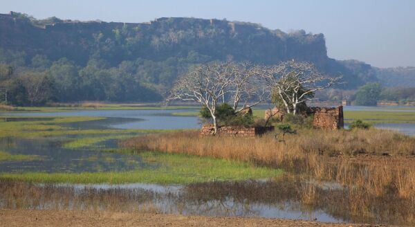 Day 5: Ranthambore Safari & Drive to Jaipur - ranthambore-safari-drive-to-jaipur-ts8kQORv.jpg