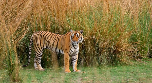 Day 5: Ranthambore Safari & Drive to Jaipur - ranthambore-safari-drive-to-jaipur-SaNqULHS.jpg