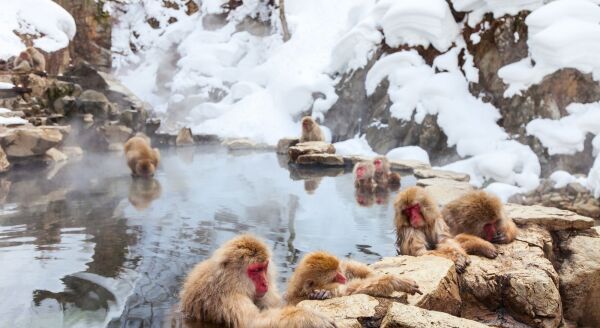 Day 6: Snow Monkey Tour - snow-monkey-tour-ZePVLDrT.jpg