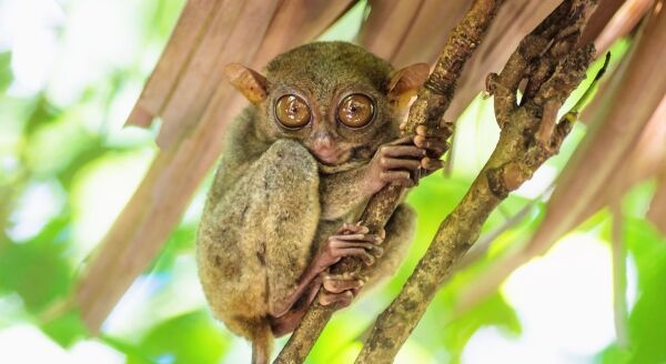 Day 4: Bohol (Breakfast) - bohol-breakfast-7llhOMF8.jpg