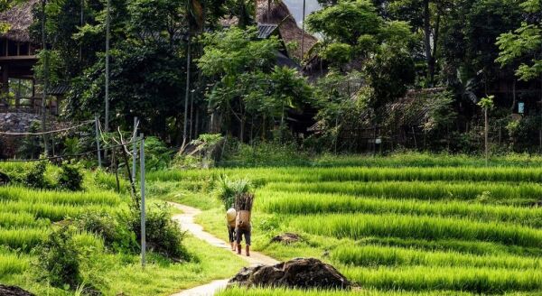 Day 3: PU LUONG TREKKING (B/L) - pu-luong-trekking-bl-8iuCqsqJ.jpg