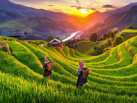 Vietnam Yellow Rice Terraces Season in 14 Days