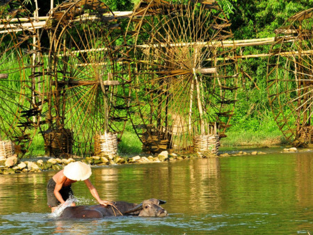 Vietnam Golden Rice Fields  in 10 Days
