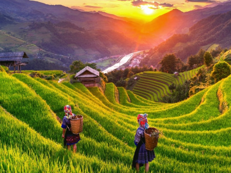Rice Harvest Season in Sapa and Hoang Su Phi: What the Window Looks Like and How Not to Miss It