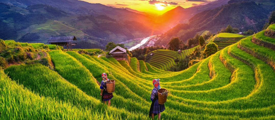 Rice Harvest Season in Sapa and Hoang Su Phi: What the Window Looks Like and How Not to Miss It