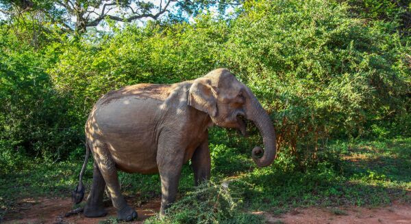 Day 4: RAVANA FALLS, SACRED KATARAGAMA & THE WILDS OF YALA (B, L, D) - ravana-falls-sacred-kataragama-the-wilds-of-yala-b-l-d-Vy5kLo0j.jpg