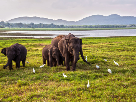 Best of Sri Lanka in 6 Days