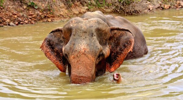 Day 5: Full Day Wild Life Friend Foundation (B/L) - full-day-wild-life-friend-foundation-bl-3q8Jif2z.jpg