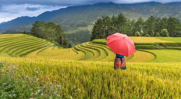 Day 3: Hanoi - Travel To Sapa By Limousine Bus (B)