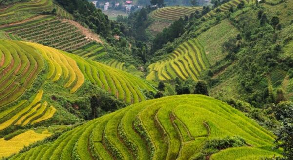 Day 4: Sapa – Trekking To Y Linh Ho, Lao Chai And Ta Van (B/L/D)