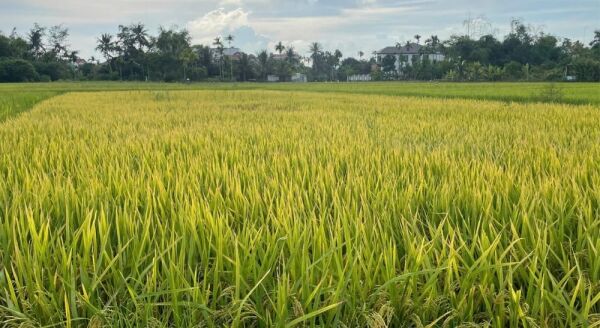 Day 8: Hoi An Eco Tour (B/L) - join a group tour
