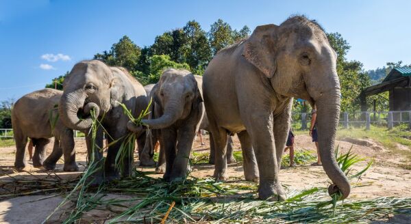 Day 8: Half-Day Elephant Sanctuary – Fly To Bangkok (B)